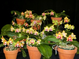 Phalaenopsis Phoenix Canary AQ/AOS